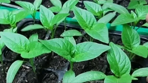 تصویر 4 از انواع نشا فلفل دلمه‌ ای نارنجی به صورت عمده